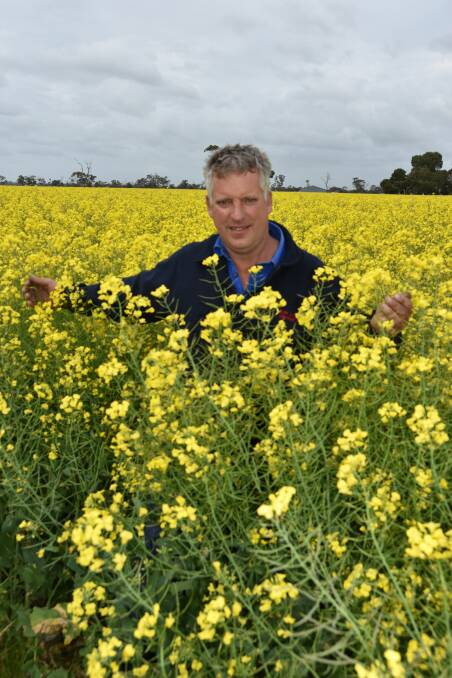 HOPEFUL OUTLOOK: Glen Simpson, Keith, with his early May-sown Pioneer 44Y90 canola crop, which he is hopeful will yield 2.5 tonnes a hectare or more if the area can get finishing rains and no frosts.