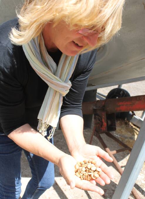 CONFIDENT: Christine Berry, Macgillivray, sowed more broad beans in 2016.