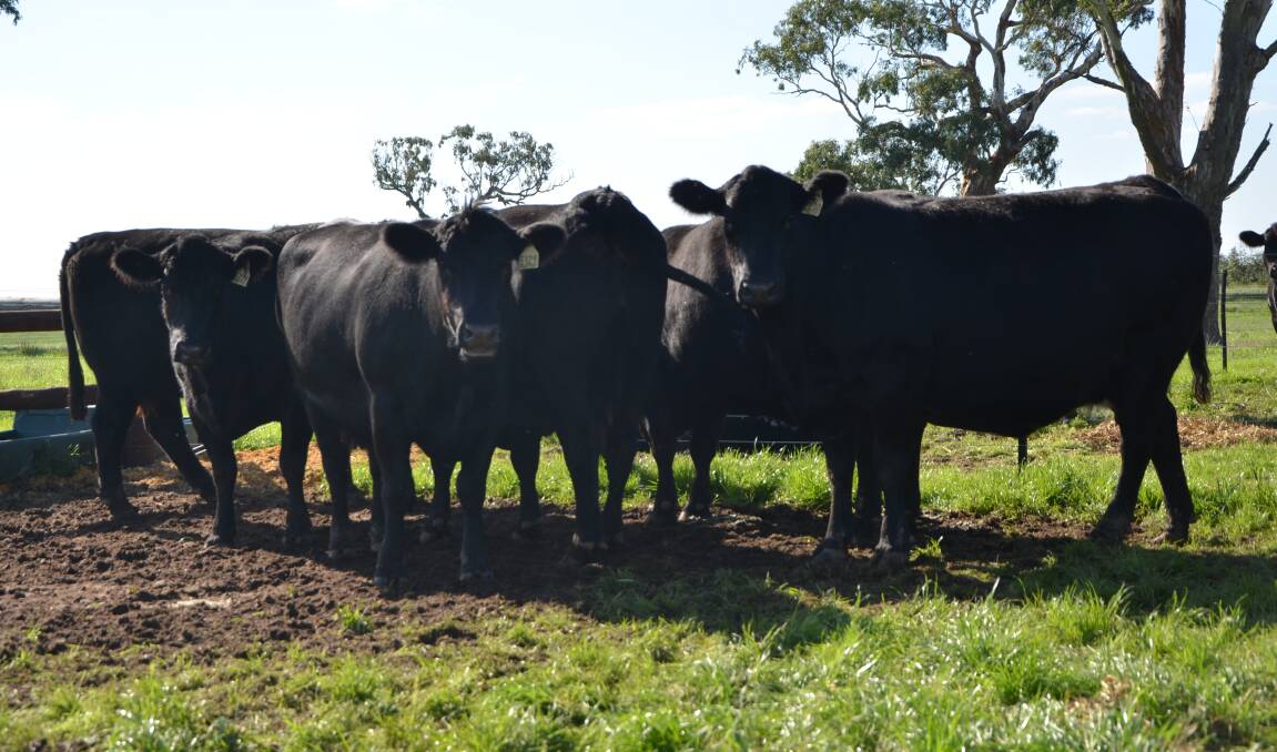 The top female lot of eight cows was bought by Landmark Kingston’s Richard Miller, for Landmark Strathalbyn, at $2040.
