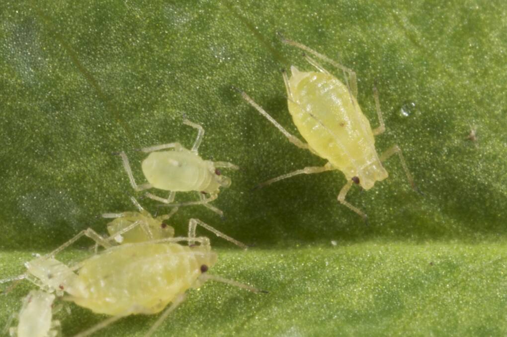 Green peach aphid is being found at low levels in canola crops in parts of SA, but experts consider it poses little or no risk to crops. Photo: A WEEKS