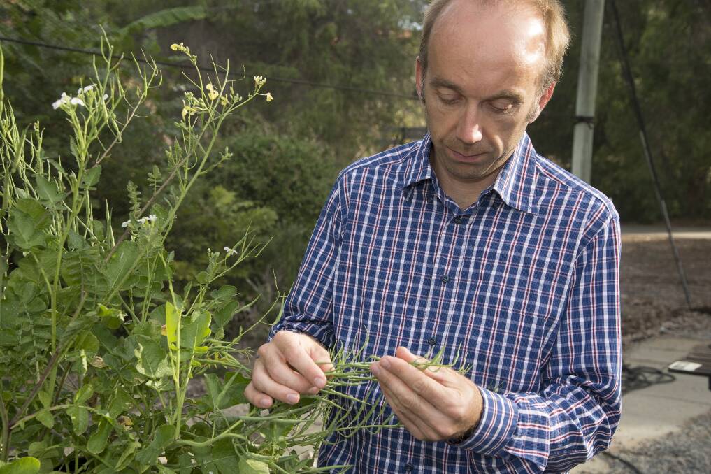 INSIGHT: AHRI's Roberto Busi says researchers are working to better understand the way auxin herbicides work and the mechanisms plants use to evolve resistance.
