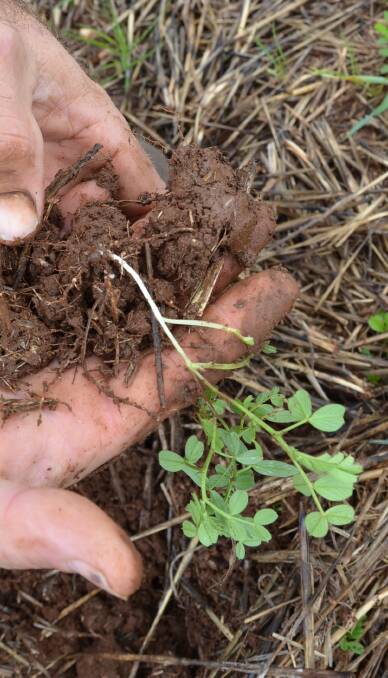 FREE NITROGEN: The Boultons were pleased with their vetch nodulation. 