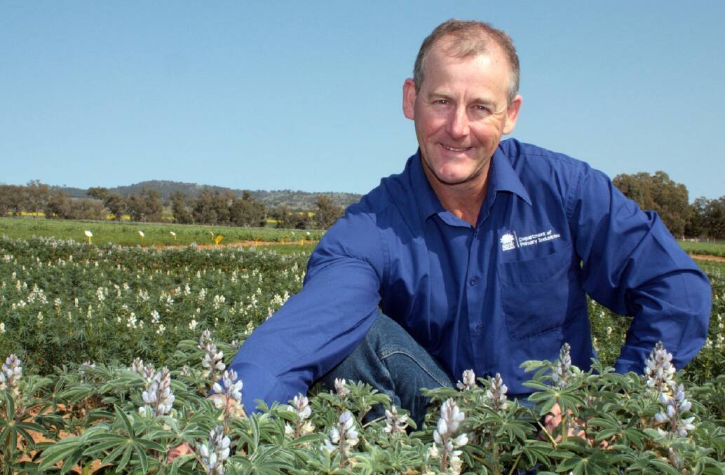 NEW VARIETIES: NSW DPI pulse research agronomist Mark Richards says Murringo is the highest-yielding albus lupin for the eastern states. Photo: BERNADETTE YORK, NSW DPI
