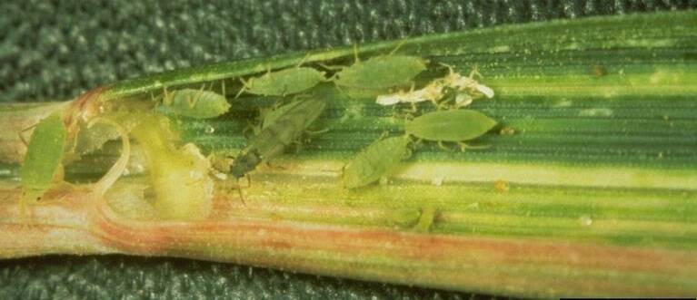 WHEAT PEST: A colony of Russian wheat aphids (Diuraphis noxia) on a wheat leaf. Photo: FRANK PEAIRS