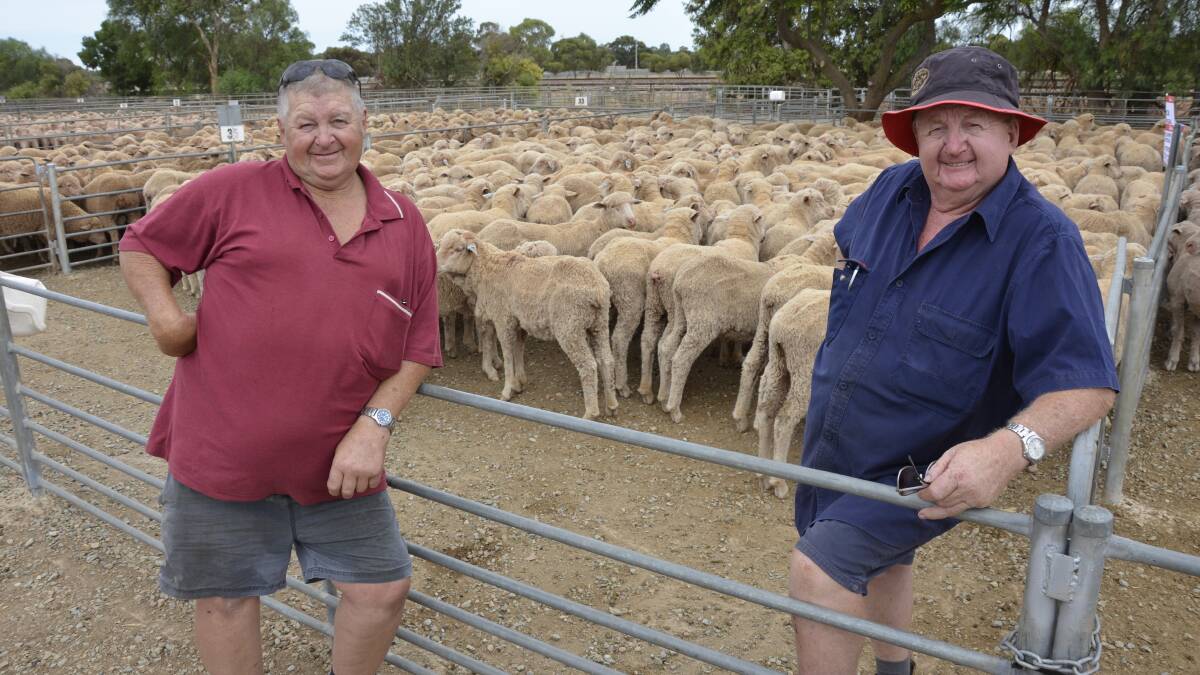 SELL OFF: The Casey brothers Bob and Leo sold their farm near Peterborough and chose the first Jamestown market of the year to disperse their Merino flock.