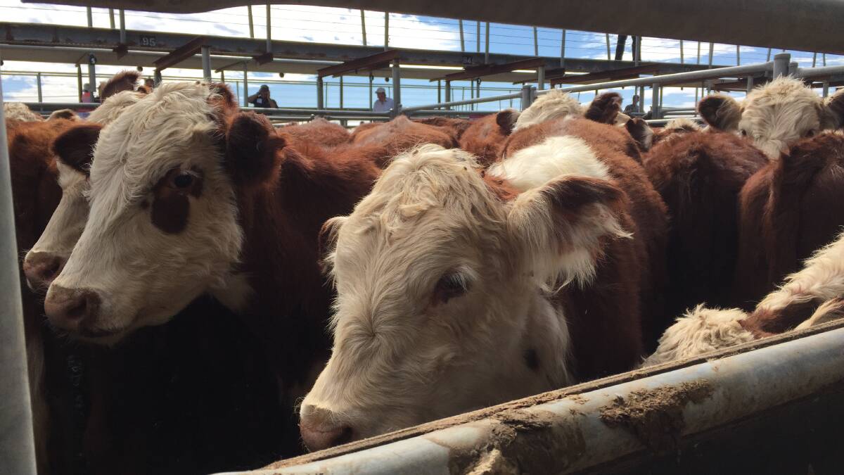 Strathalbyn cattle sale cancelled