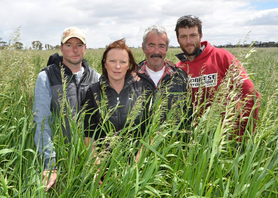 AWESOME OATS: Daridyn, Marilyn, Wayne and Aaron Hayward in a spaded Saia forage oat crop, which is nearly two metres tall in some areas. 