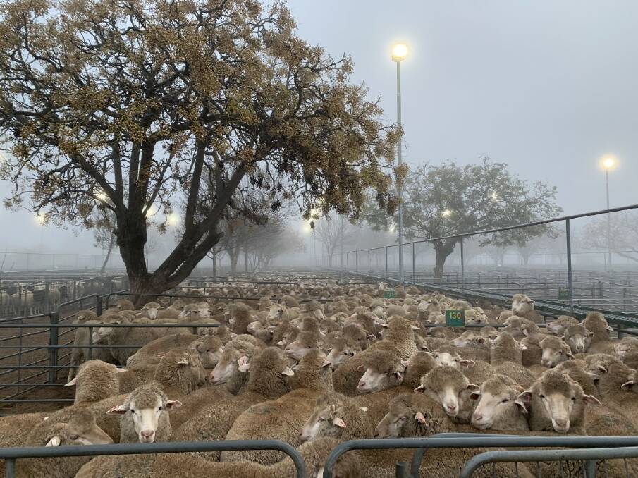 Foggy conditions at Ouyen Livestock Exchange on Thursday last week.