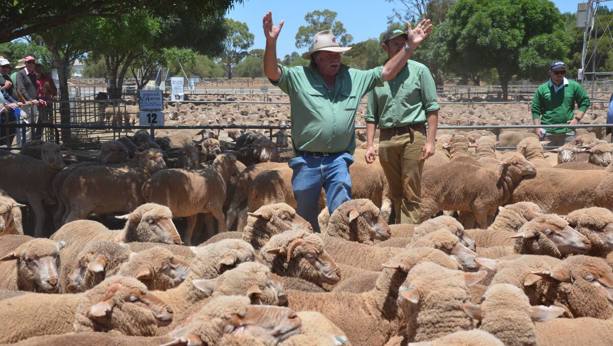 TOP WETHERS: Landmark Jamestown auctioneer Don Cullen selling the first pen of wethers at Jamestown market on Thursday, which made $103 for LR&CH Nutt, Black Rock.