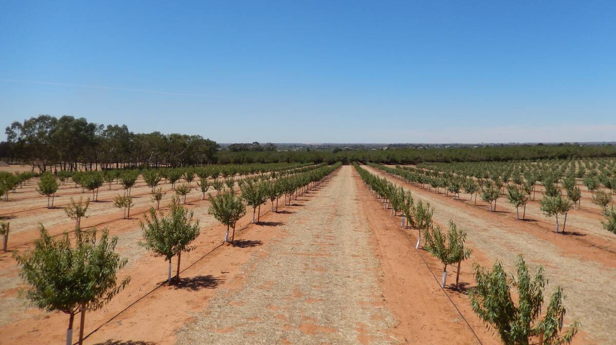 Colliers International sells small scale commercial almond orchard for $1.3 million.