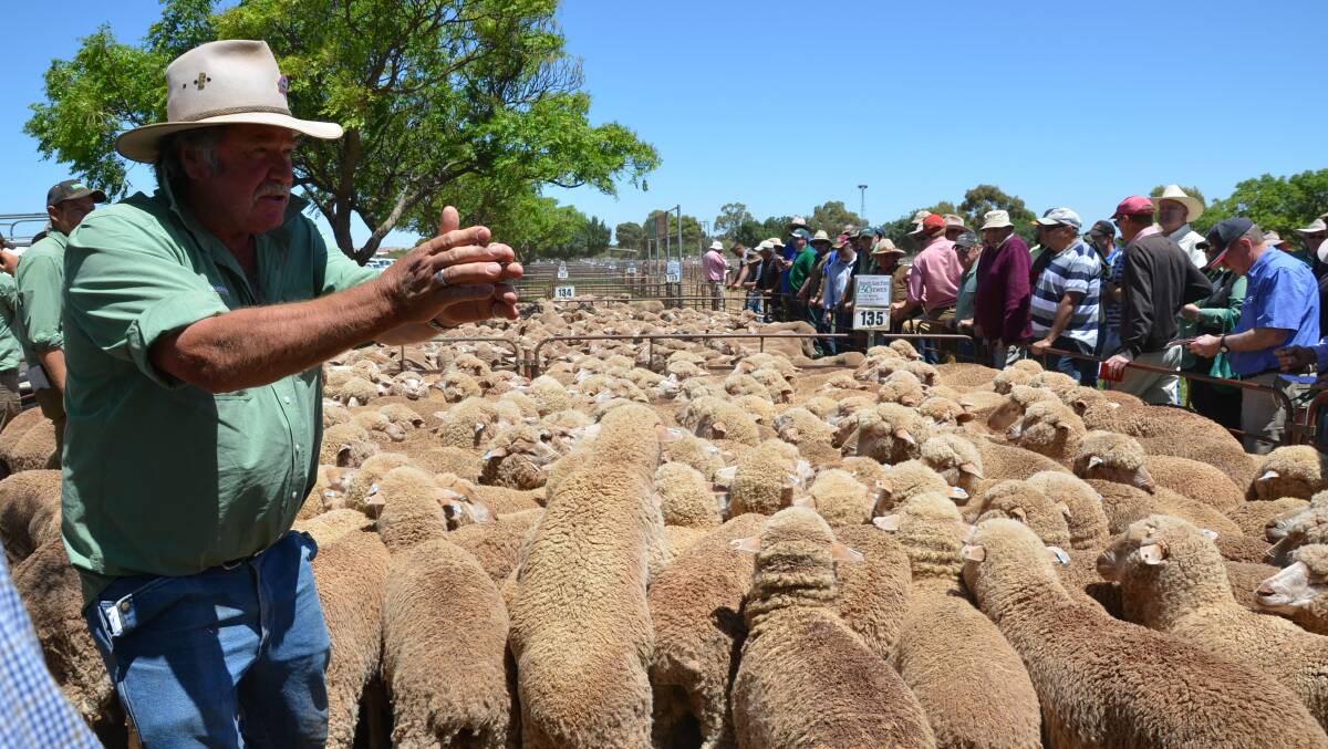 LIVELY COMPETITION: Landmark Jamestown auctioneer Don Cullen selling young ewes from South Gap Pastoral, Pt Augusta, at Jamestown market on Thursday, these made $113.