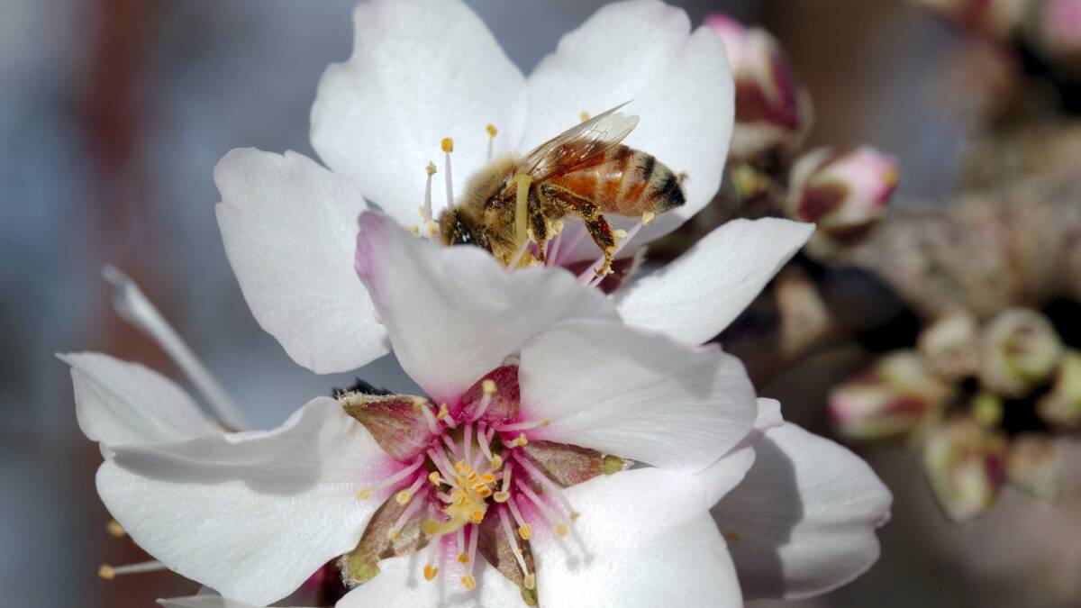 Push for secure pollination to boost farm productivity