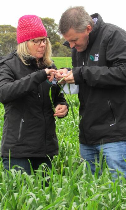 CROP WALK: GRDC Southern Regional Panel member Kate Wilson inspecting Russian wheat aphids with GRDC Grower Services southern regional manager Craig Ruchs. 