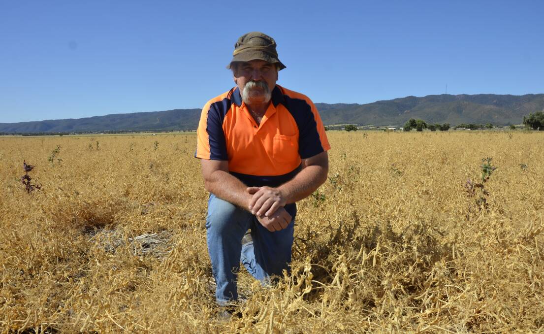 UNDER WAY: Telowie farmer Ian Mudge, who has often been the first cropper to deliver grain in SA, started harvesting peas on Monday, after spray-topping his legumes.