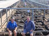 Nathan and Andrew Widdison, Kumara SE, sold an annual draft of 172 EU/PCAS Angus steers, which returned the top cents-a-kilo price of $3.82/kg ($1320/hd) for 22 steers weighing an average of 347kg. The 8-10 month old Pathfinder blood Angus steers ranging in weight from 325-386kg, sold for an average of $1244.