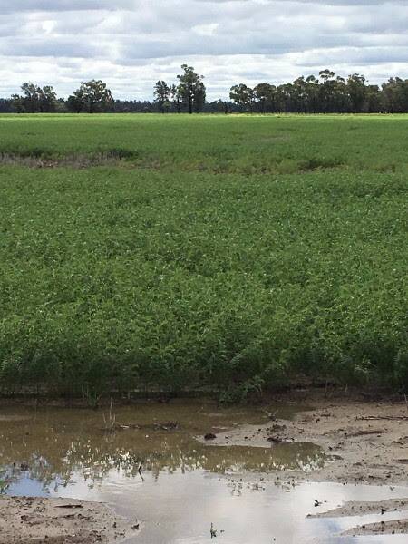 Wet conditions in last year's chickpea crop were ideal for the spread of disease.