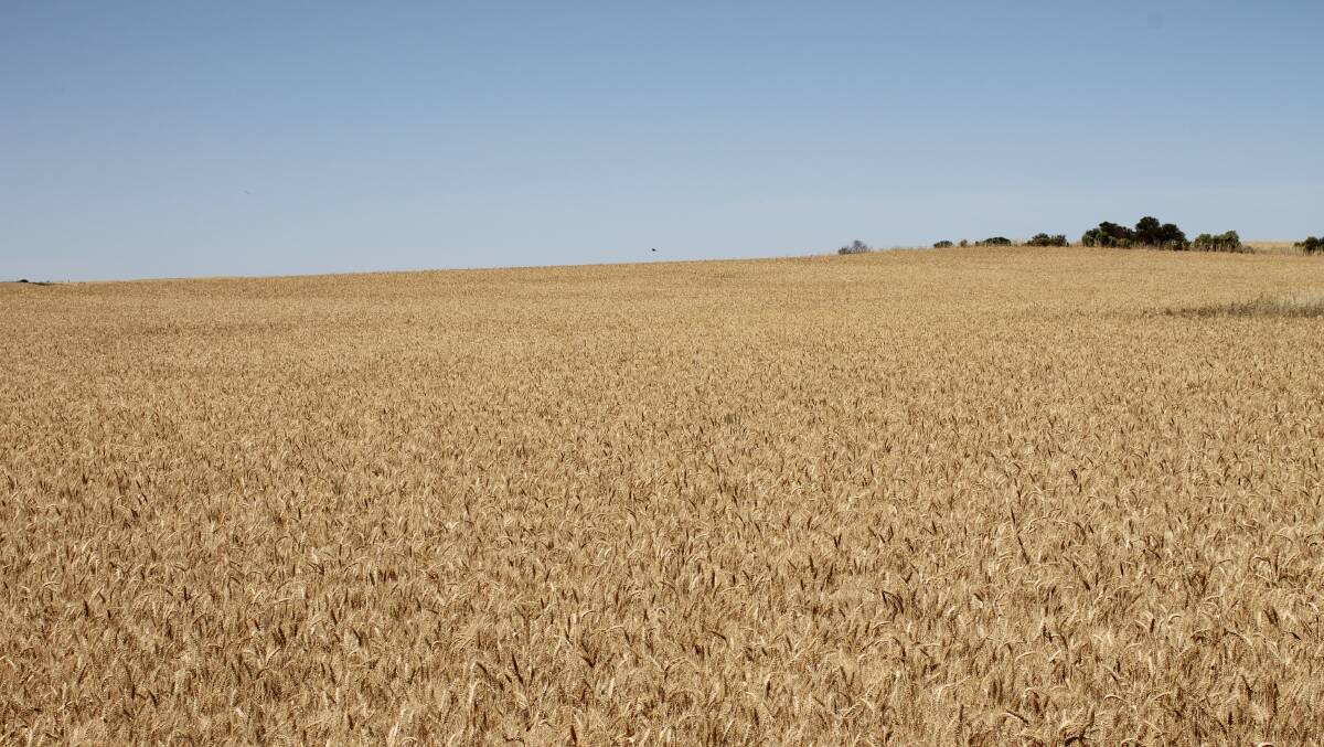 Barley crop prospects look good in Western Australia this year, but through eastern and southern regions there are concerns with excess rainfall.