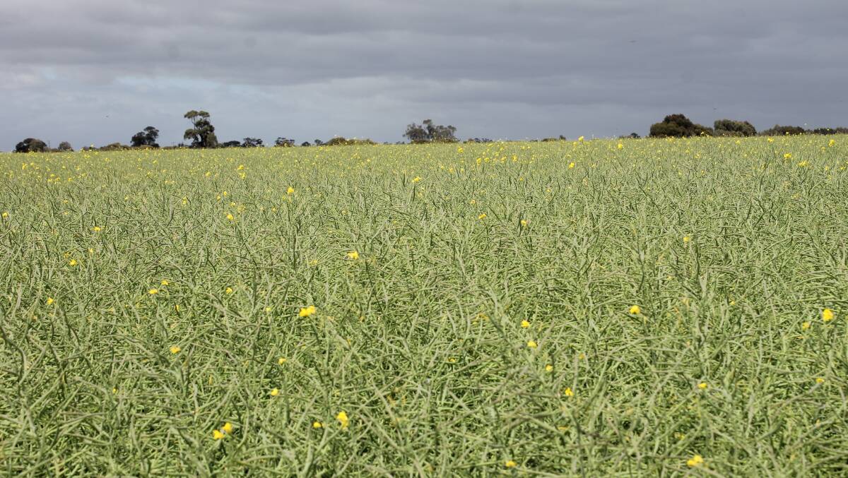 With canola crops across Australia rapidly approaching maturity, farmers are urged to make the right decisions to avoid high rates of green seed in the harvest sample.