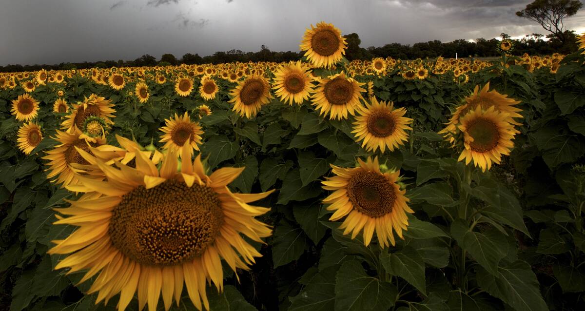 There has been a surge in interest in growing sunflowers in the Riverina.
