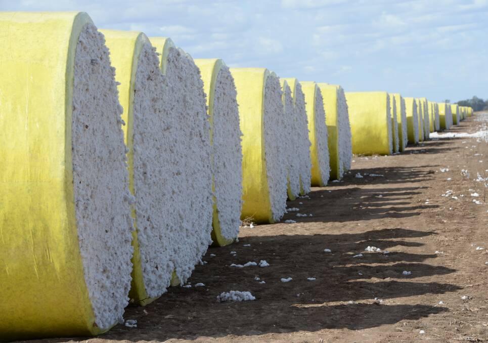 Around 90pc of Australia's national cotton crop this year was made up of varieties with the Bollgard 3 trait.