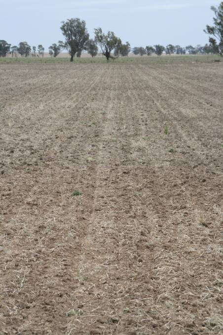 The Australian crop is behind the eightball this season, with many dry-sown paddocks yet to germinate properly.