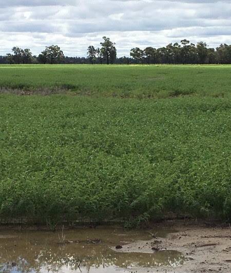 The wet weather that plagued chickpea crops last year is likely to mean higher rates of infection from soil-borne diseases such as sclerotinia and phytophthora this year. 