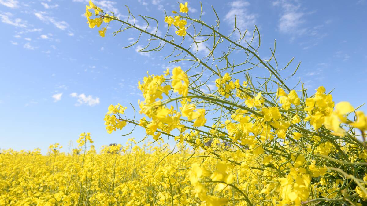 Canola producers have some grounds for optimism following the most recent US Department of Agriculture report cut estimated North American soybean yields.