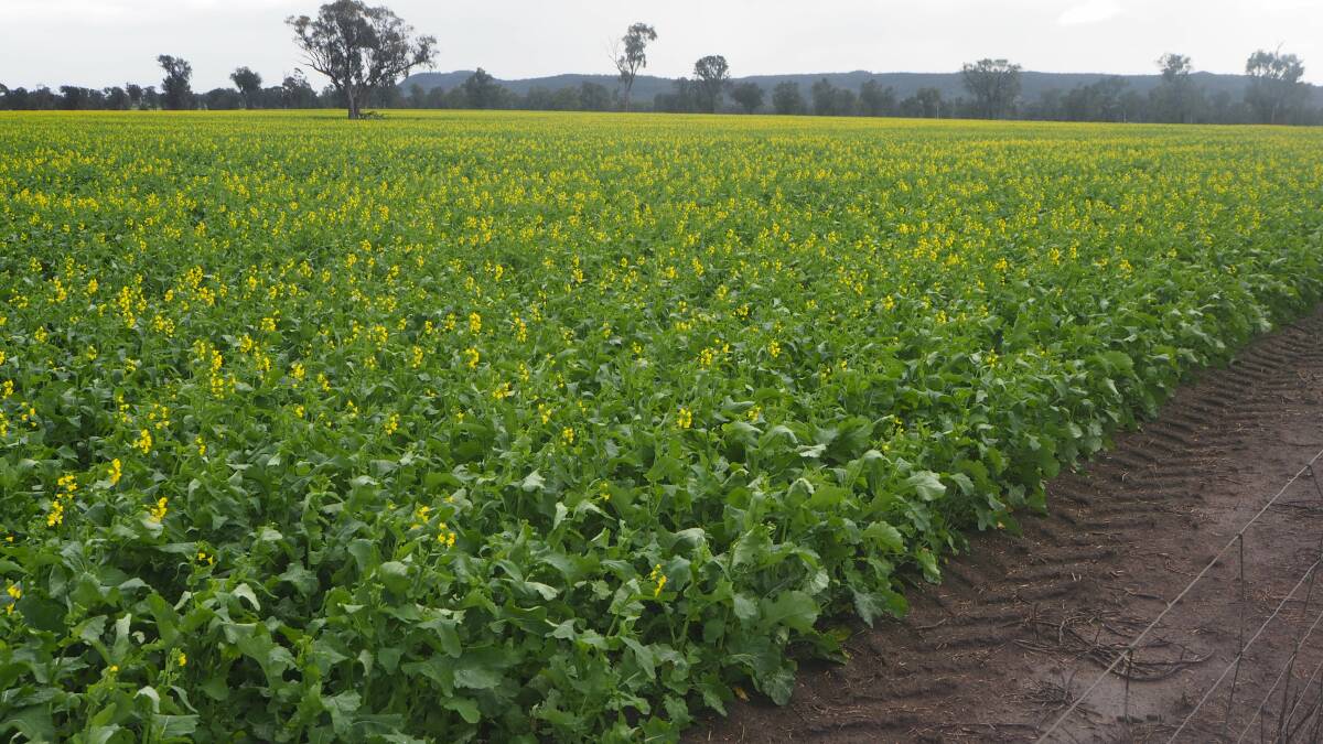 Canola crops are generally in ruddy health in southern Australia this year. 