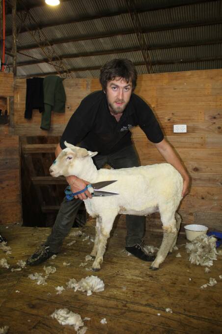 Allan Oldfield is fresh from time shearing in Argentina and the Falkland Islands.