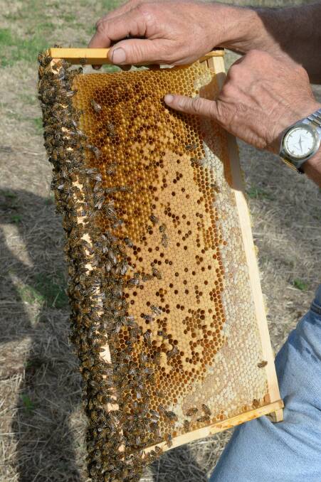 Australian bee populations wil be under threat if varroa mite becomes established here.