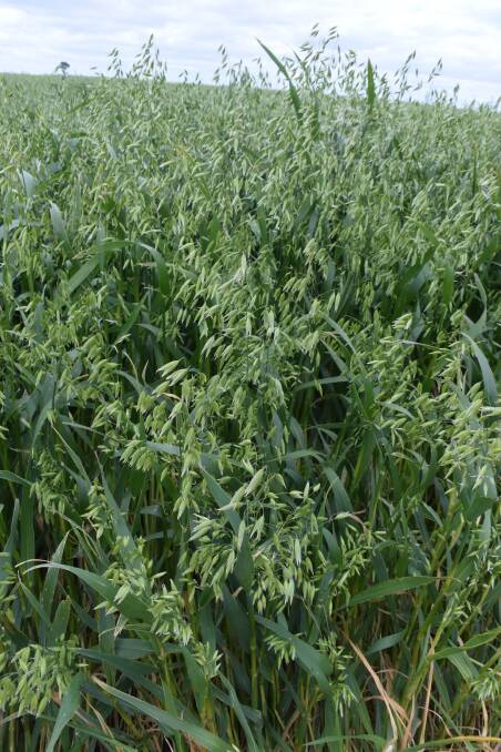 Oats are spearheading renweed interest in the health benefits of grain-based foods. 