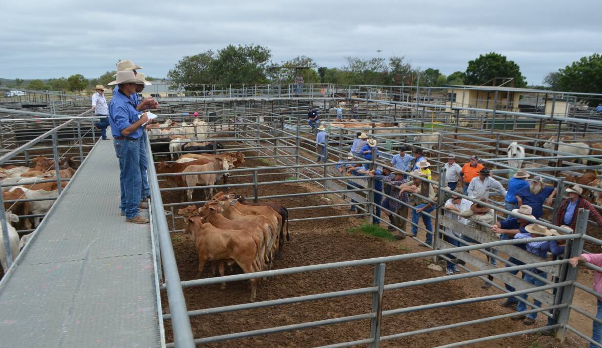 Cattle values eased slightly at the weekly Charters Towers store and prime sale held on Wednesday where a total 2158 x 5 head were yarded consisting of 919 prime cattle and 1239 store cattle.