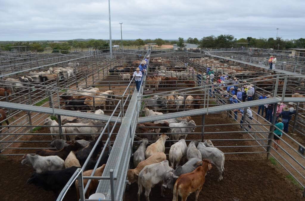 A total of 1154 cattle were yarded for the sale held on Wednesday during which the Dalrymple Saleyard single pen record set earlier this year was conquered.