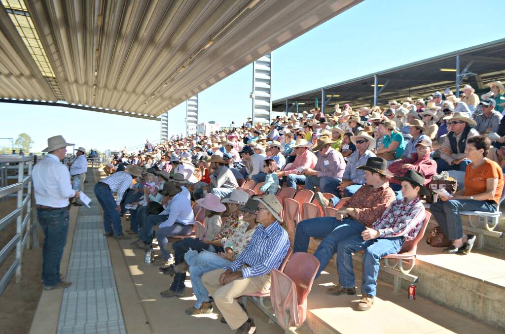 The excellent results for the 2016 Toomba Horse Sale held at the Indoor Equestrian Centre in Charters Towers on Sunday made the events 25th birthday one for the record books.