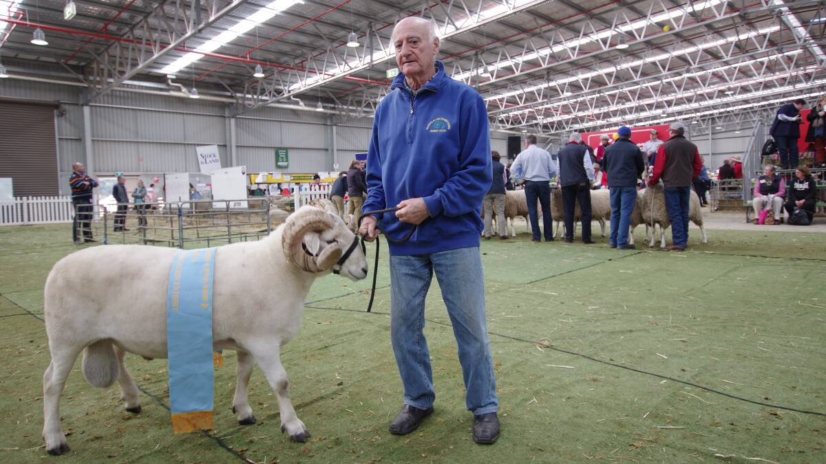 SUPREME CHAMPION:  'Dynamite', O'Loghlin Wiltshire Horn stud's three-year-old ram, was awarded Supreme Exhibit. He is held by John O'Loghlin.