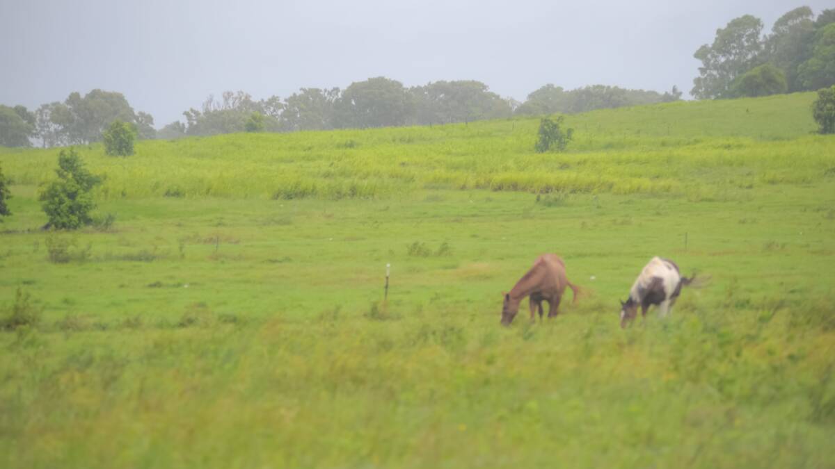 Horses in the Mackay region were still feeding in their paddocks on Monday morning.