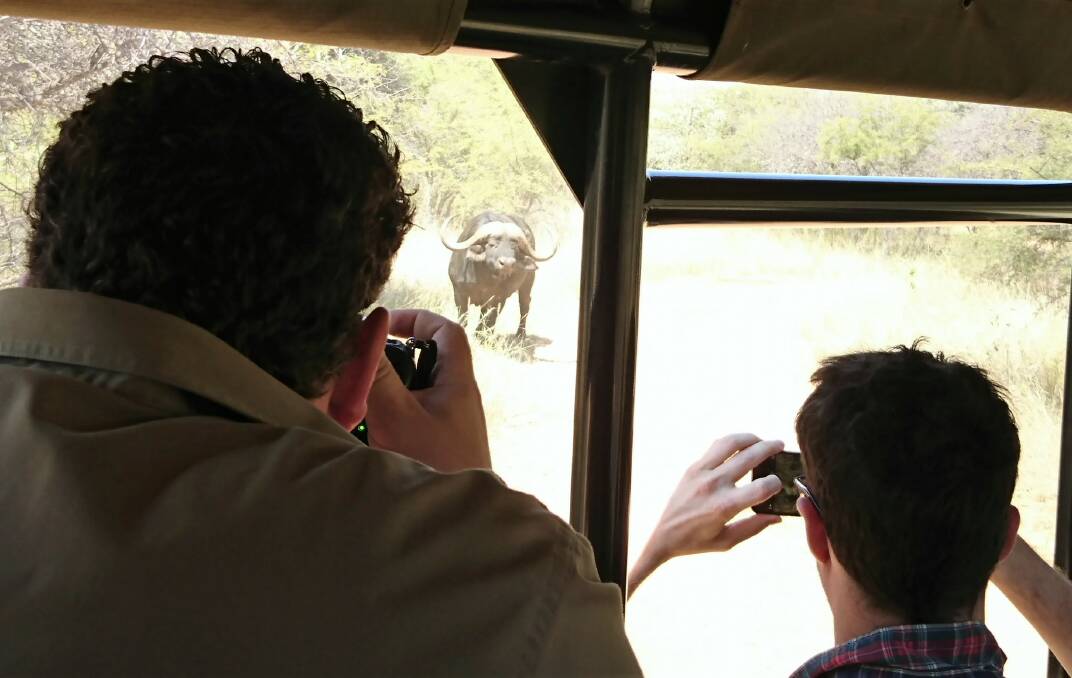 An African buffalo being captured on film.