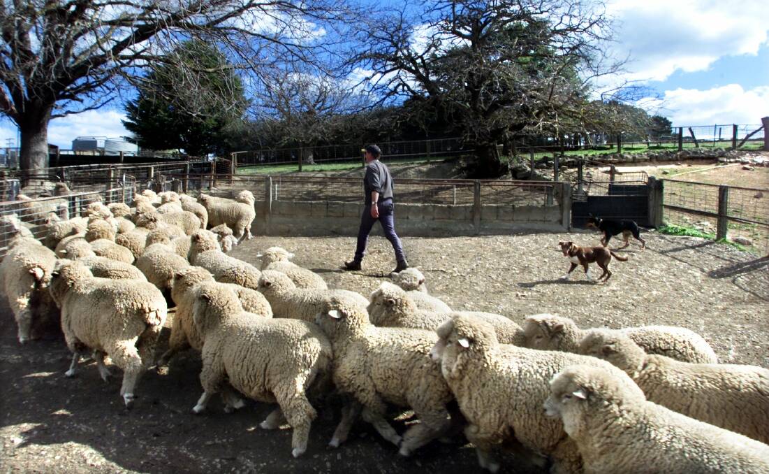 Victorian chief vet Dr Charles Milne believes electronic tags would benefit the industry sheep industry as he felt the mob-based system was failing. File photo: Peter Morris 