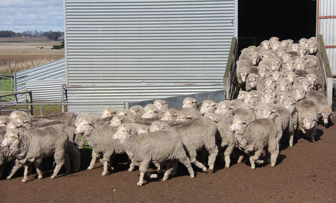 State Farming Organisations are campaigning to have WoolProducers Australia legislated as the representative organisation to oversee AWI's major expenditure decisions. 