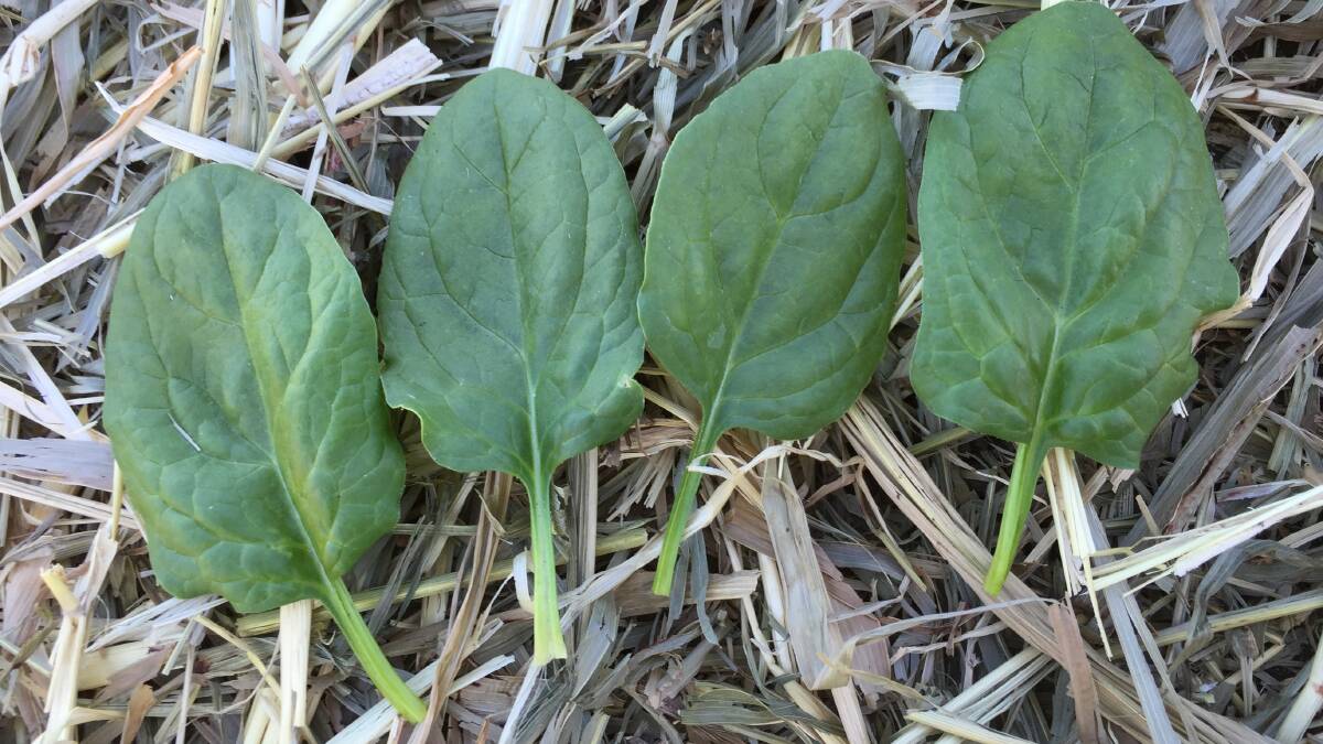 LONG WAIT: Experts suggest the breeding timeframe for new spinach varieties needs to be shortened in order to meet the rapid pace of consumer demand. 