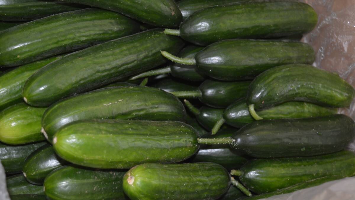AT RISK: The WA Department of Agriculture and Food has found new outbreaks of cucumber green mottle mosaic virus on cucumber farms in Geraldton and Carnarvon.