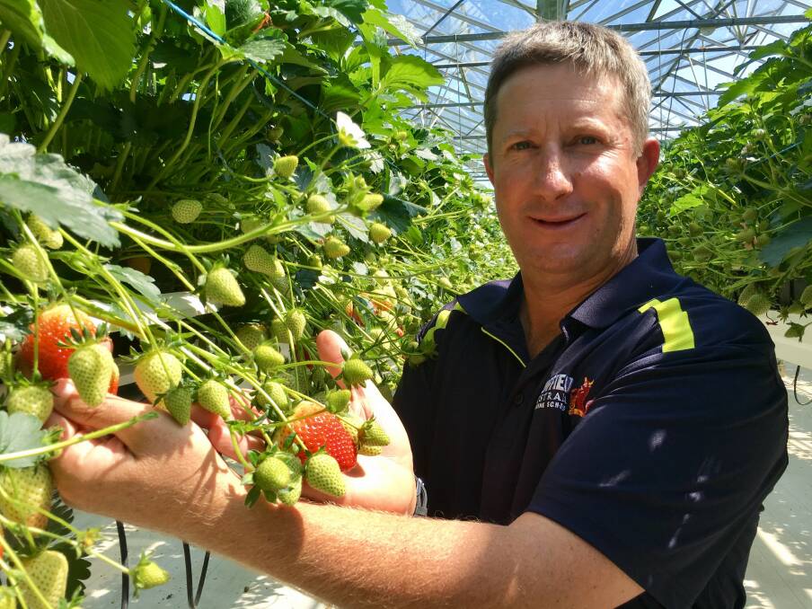 PEST PRESSURE: 2015 Nuffield Scholar, Wade Mann, NSW, says berry growers using protected cropping techniques should consider implementing integrated pest management systems. 