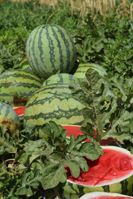 DOUBLE CHECK: Melon growers have been reminded to ensure a high level of farm hygiene in order to reduce the risk of contracting crop diseases.