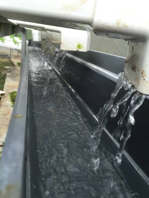 CLEAN FLOW: The clean drain within the hydroponics operation that was previously plagued with algal growth. 