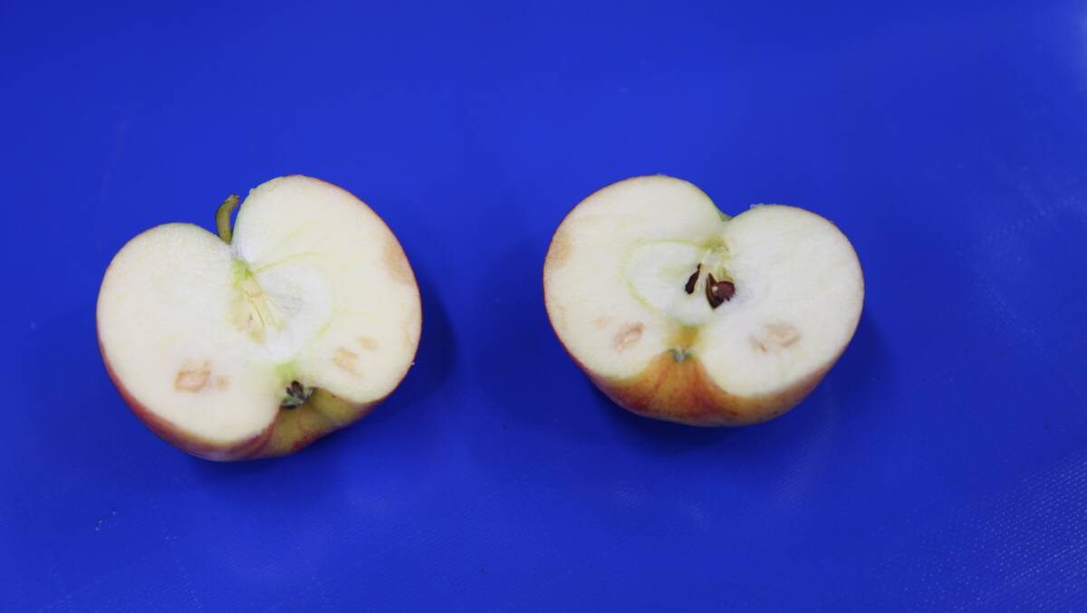 FINE EYE: The new technology adopted by GP Graders is able to detect small defects closers to the skin in apples.