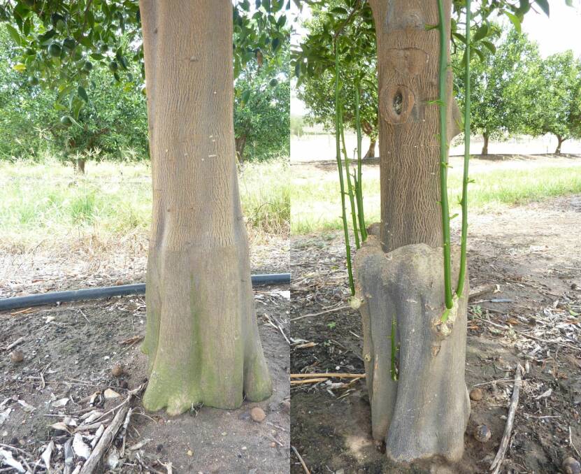 BETTER BASE: The graft union of an Imperial mandarin onto the new Barkley rootstock (left), compared with an Imperial onto a Troyer rootstock (right), which use to be the industry standard. The trees are 13 years old in both cases and grown under identical management conditions.