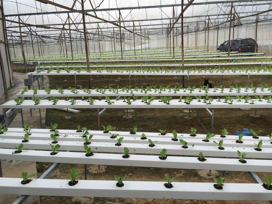 LARGE SCALE: The massive Cameron Highlands’ hydroponic lettuce farm in Malaysia where Australia's Waterco helped lift production and efficiency with it’s using Hydroxypure product.