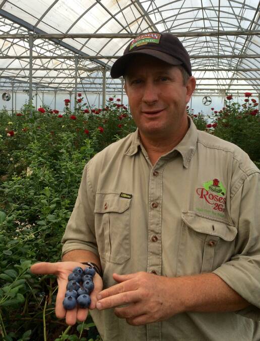 INFO TREK: Mixed berry grower, Wade Mann, toured Europe, the United Kingdom, America, Canada, Hawaii and New Zealand as part of his Nuffield Scholarship research into pest and disease management. 

