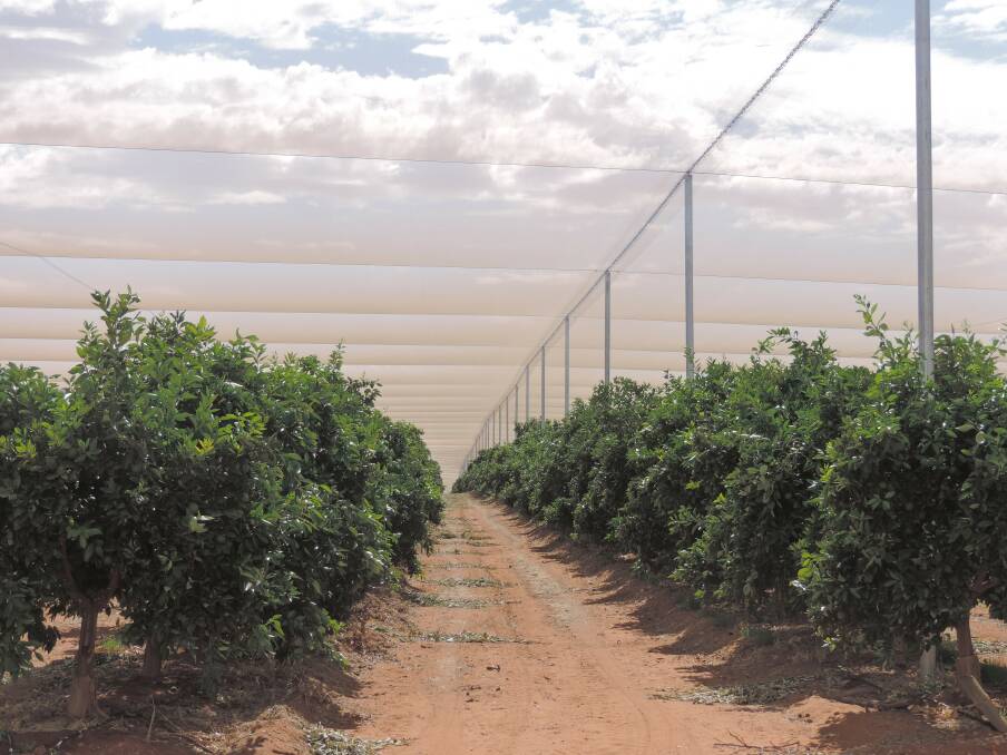 SAFETY NET: Pyap Produce has 16ha of netted orchard in order to ensure premium quality fruit for the hungry Asian market.
