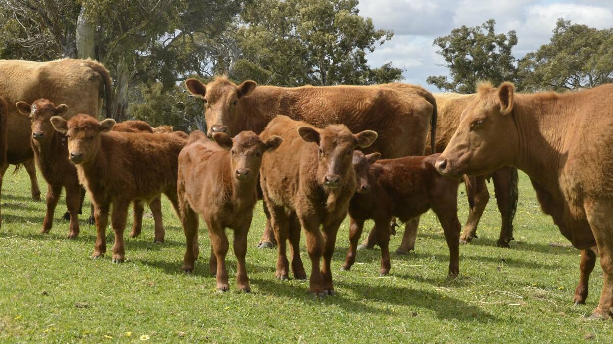 BEEF BRAND: The Najobe Red Angus cattle.